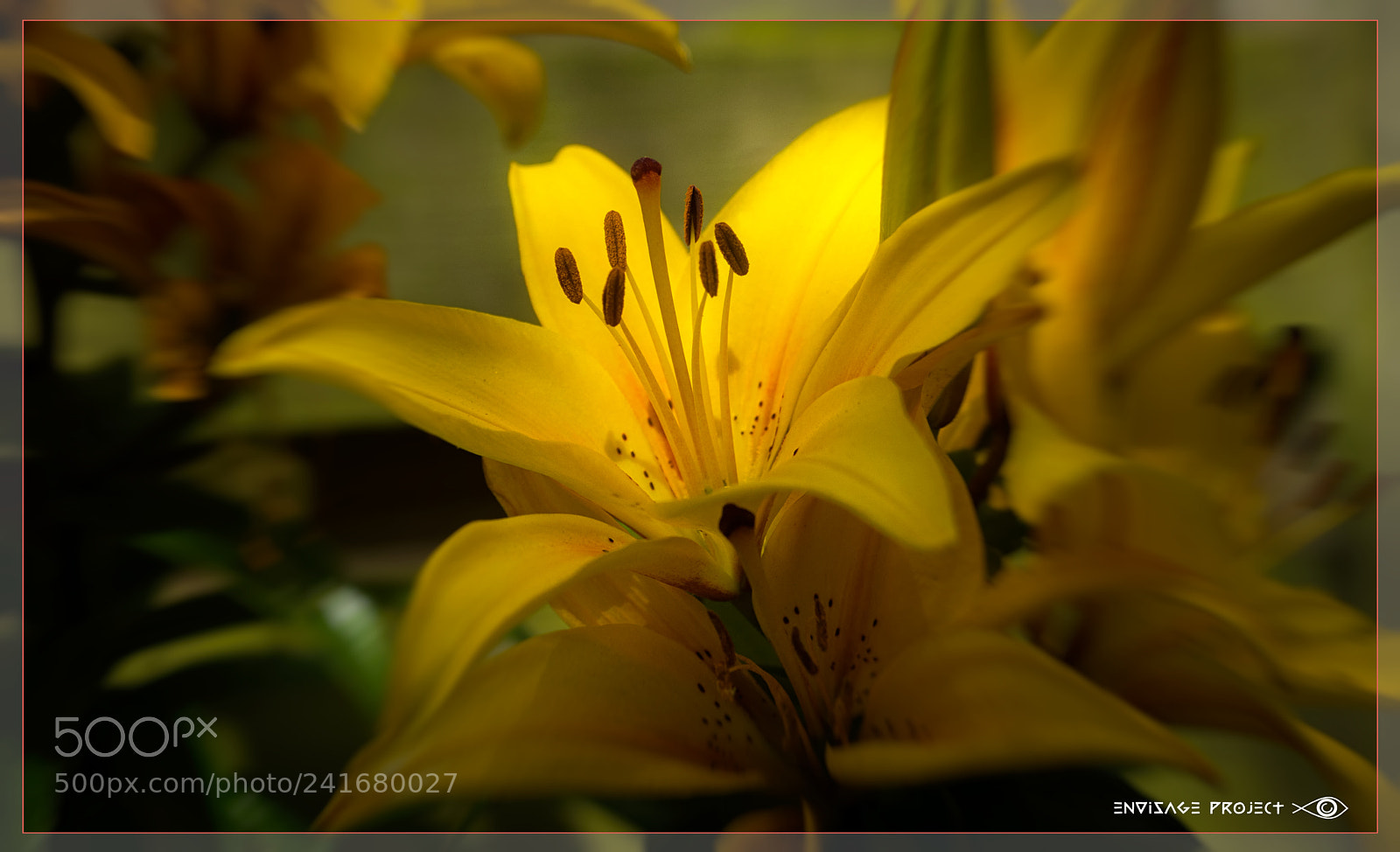 Sony a7R sample photo. Yellow flower v photography