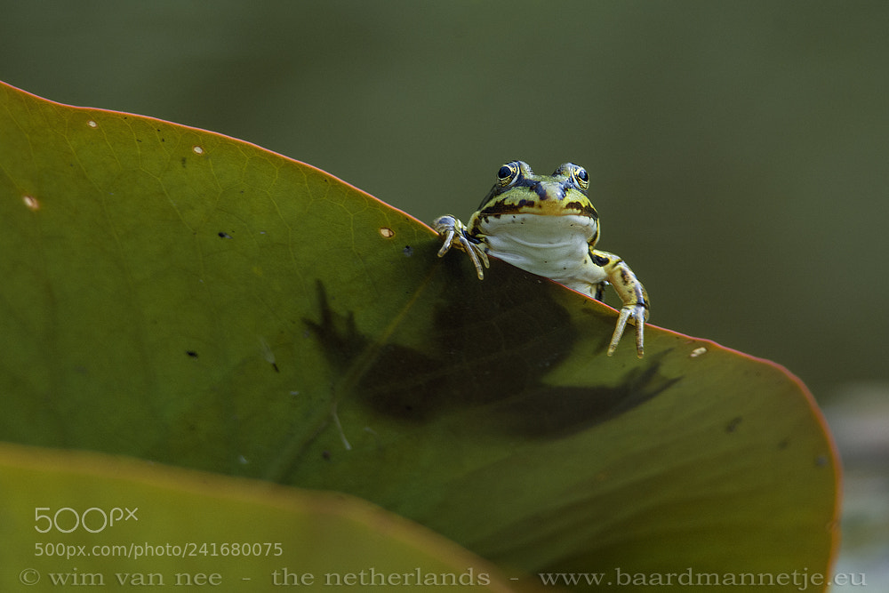 Nikon D7100 sample photo. Groene kikker - frog photography