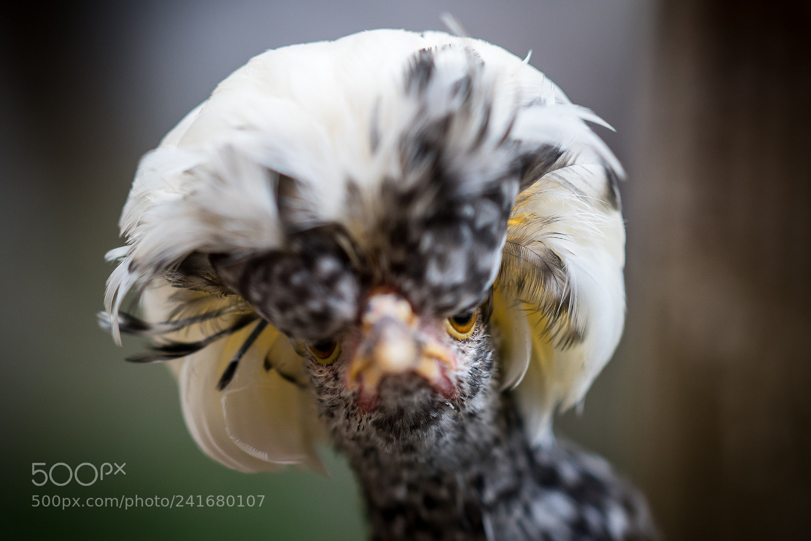 Sony a99 II sample photo. A chicken called ronaldo photography