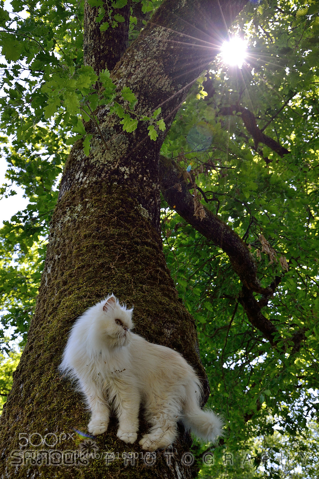 Nikon D3100 sample photo. Bidule photography