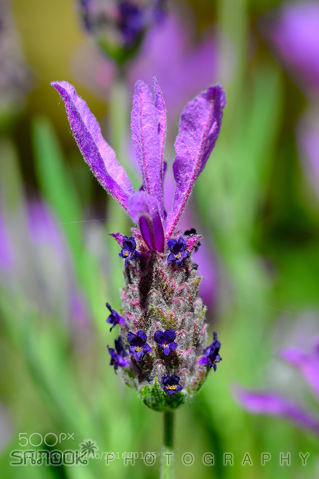 Nikon D3100 sample photo. Lavande photography