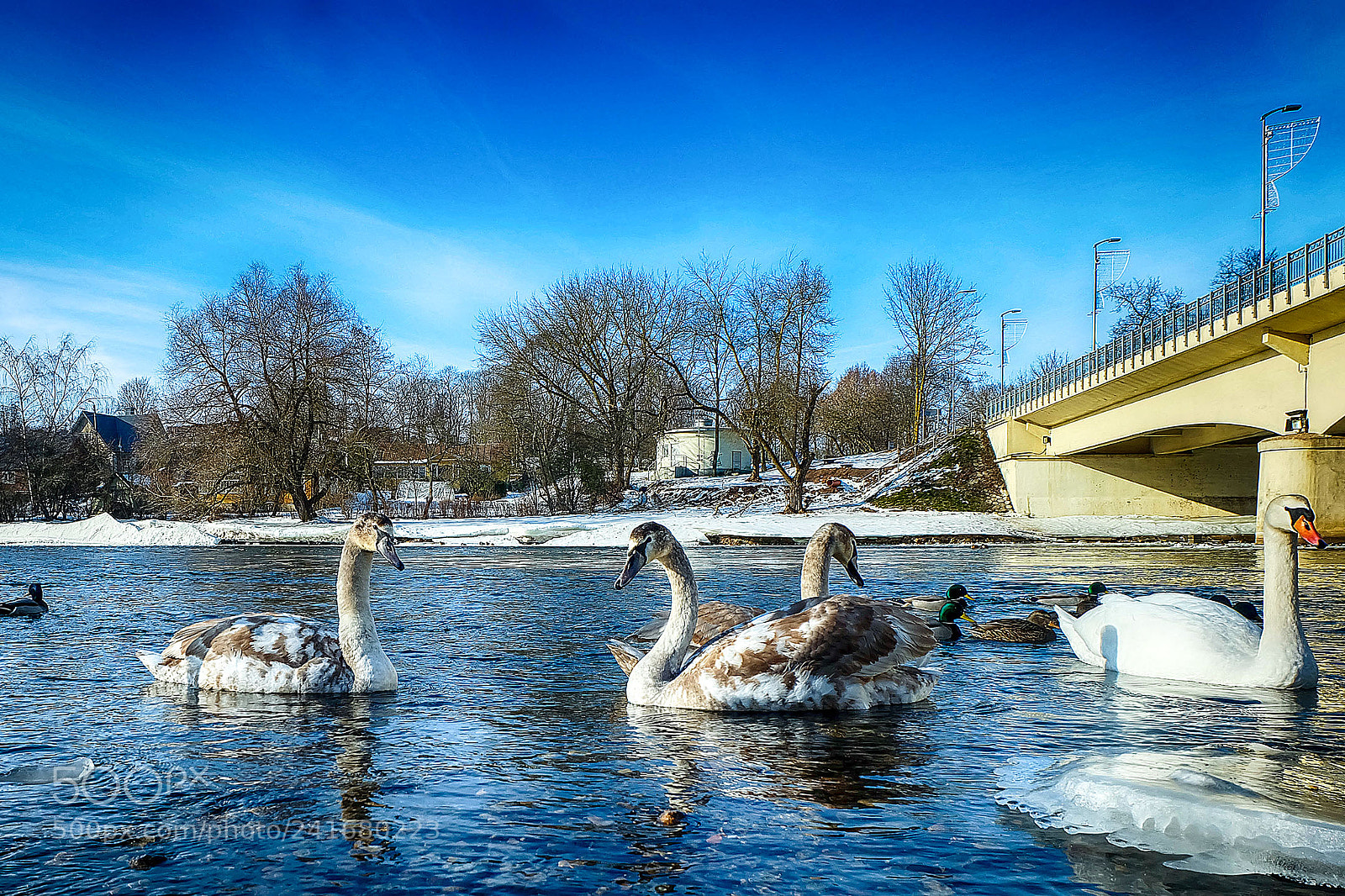 Fujifilm X-A1 sample photo. Swans are in the photography