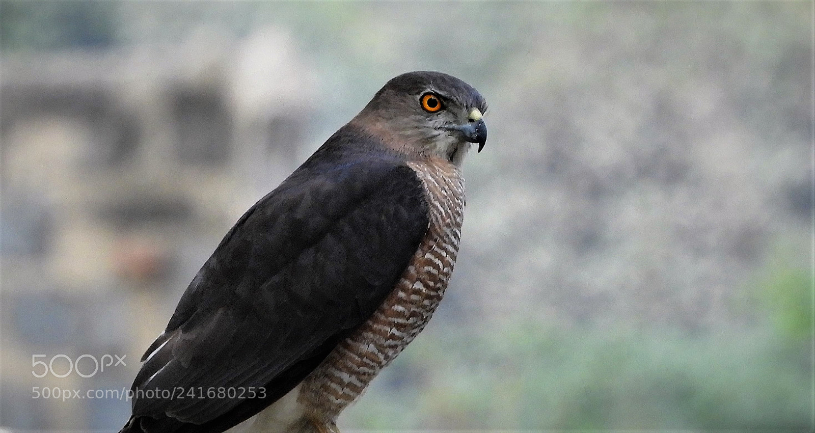 Nikon Coolpix B700 sample photo. Accipiter badius ( shikra ) photography