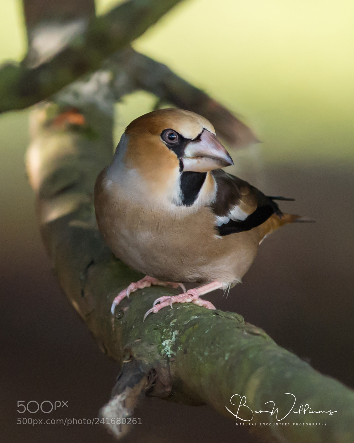 Nikon D4S sample photo. Hawfinch in tree photography