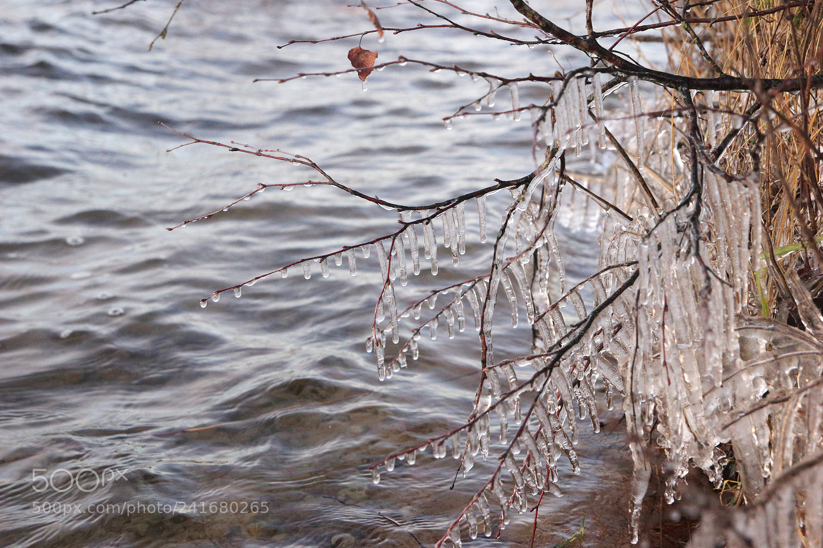 Pentax K-3 sample photo. Ice drops photography