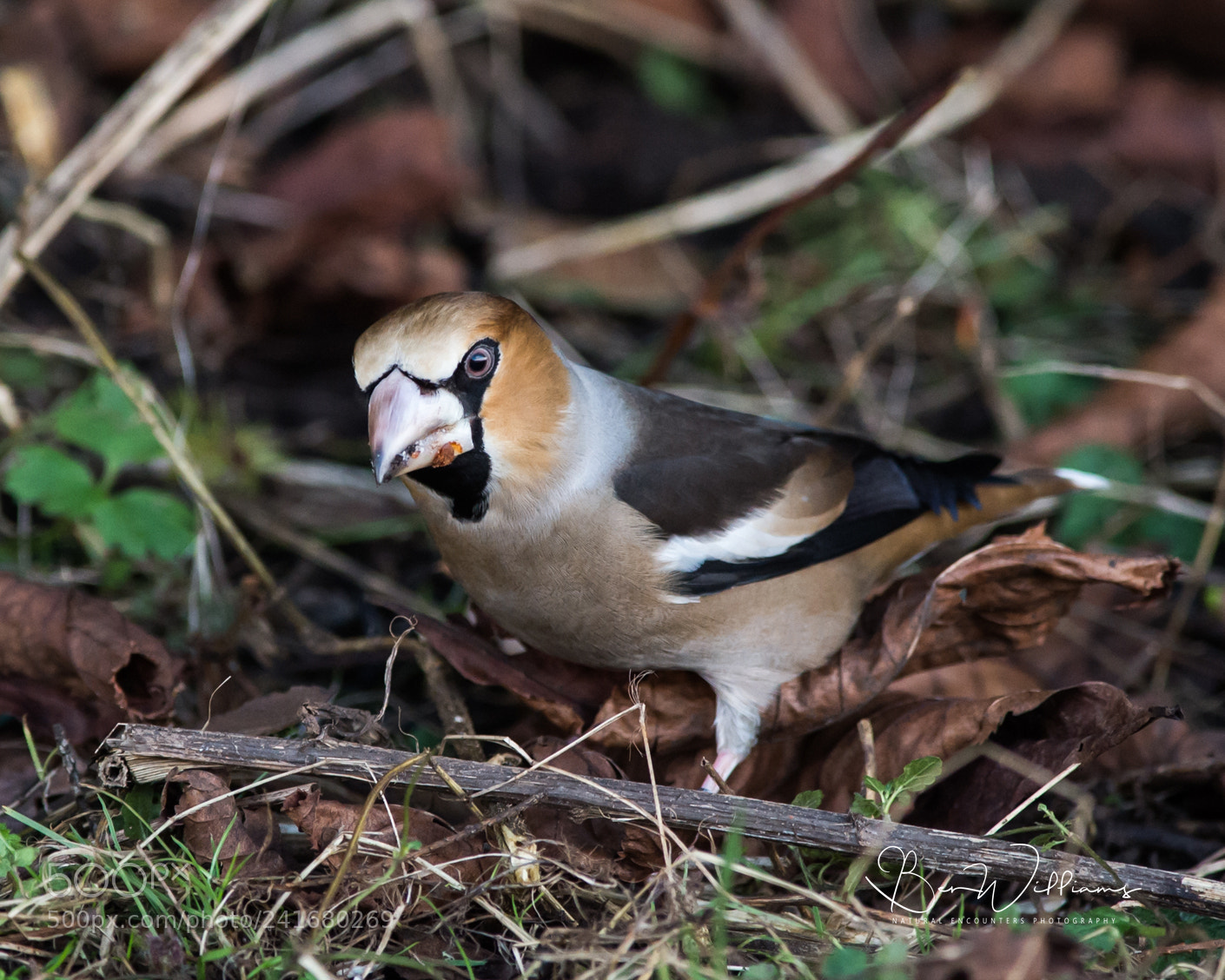 Nikon D4S sample photo. Hawfinch in leaf litter photography