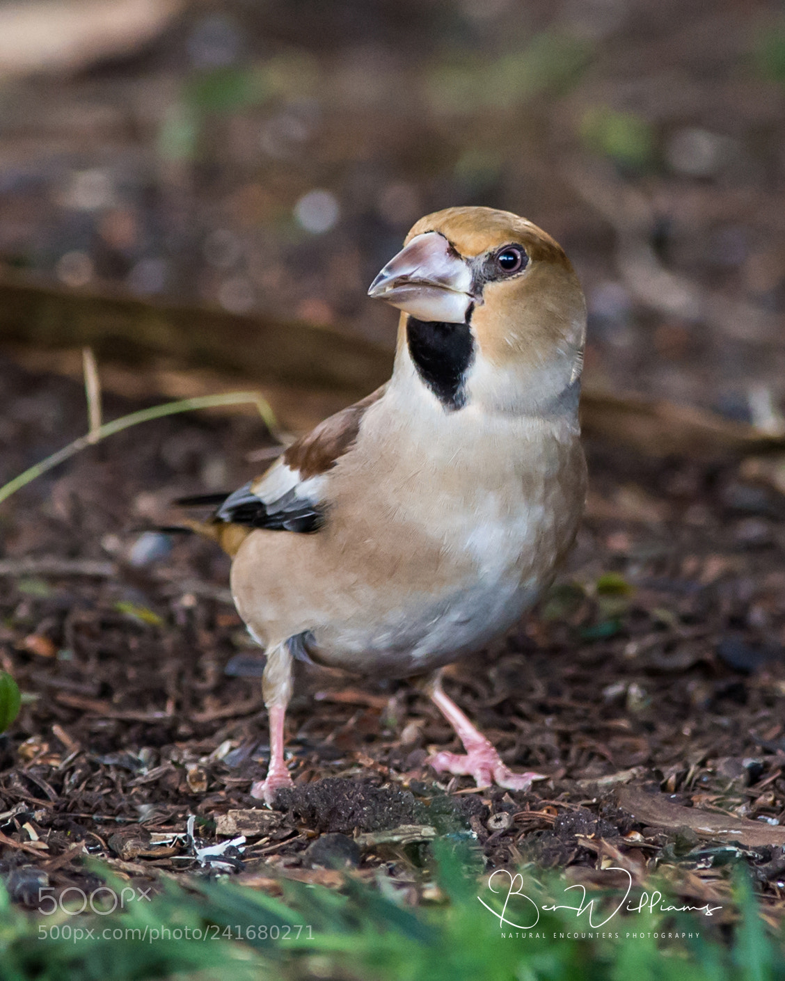 Nikon D4S sample photo. Hawfinch stretching up photography