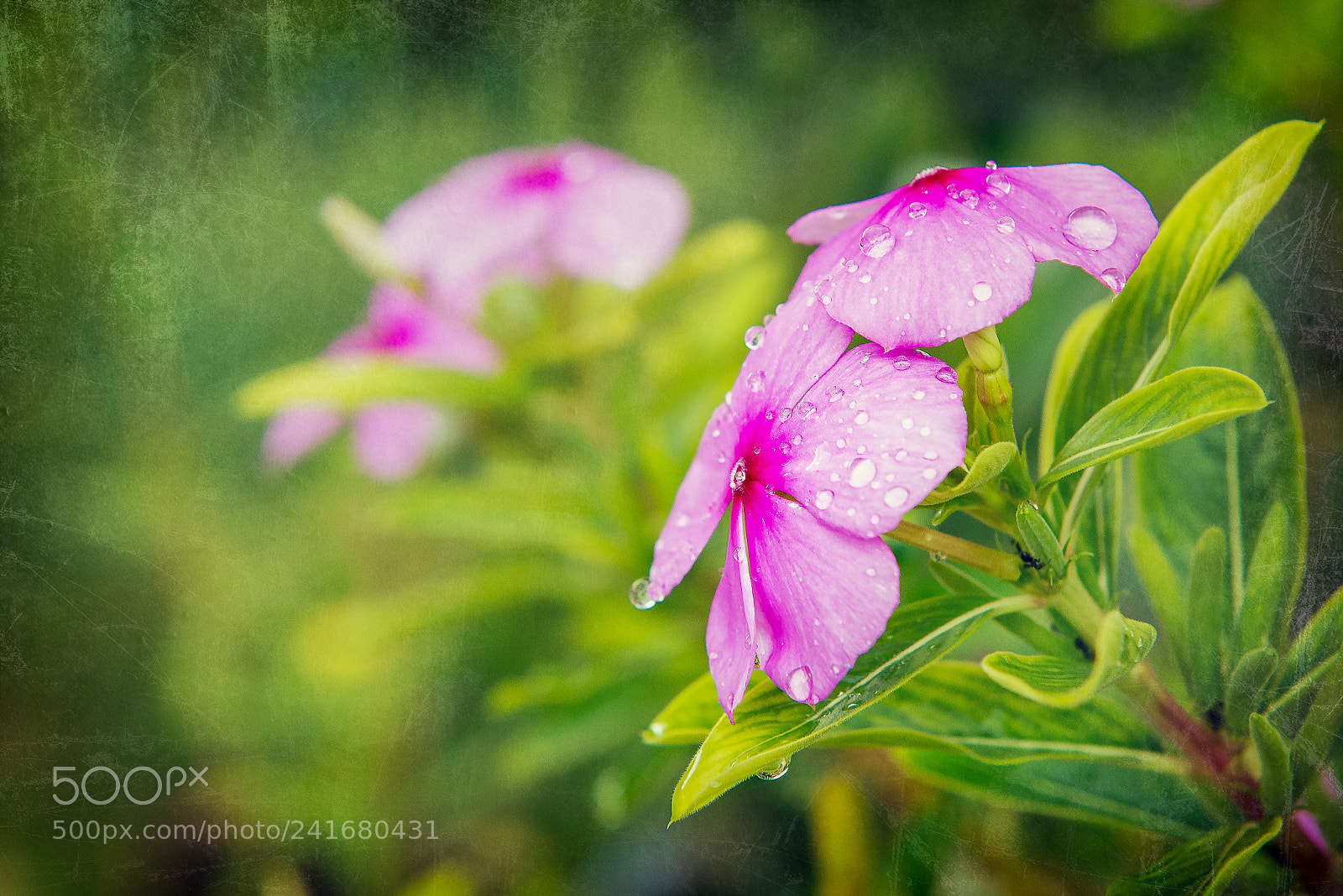 Nikon D600 sample photo. Vietnamese flower photography