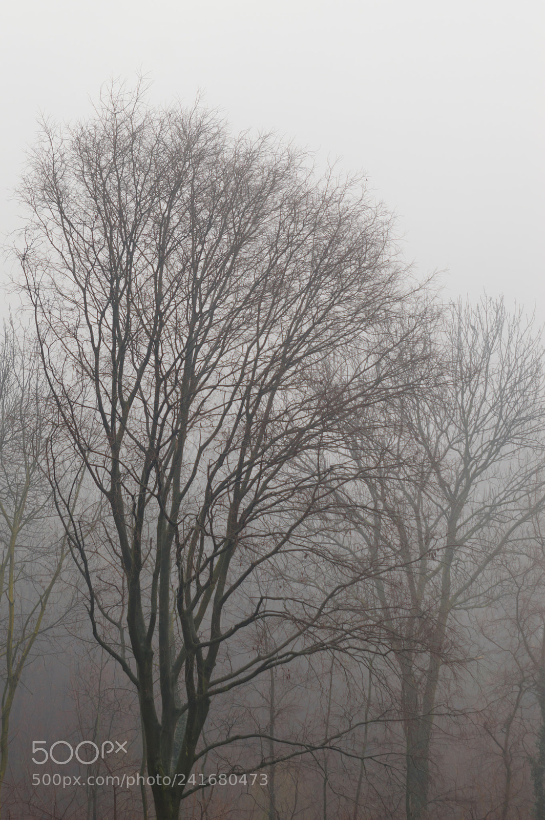 Nikon D3200 sample photo. Fog in the forest photography