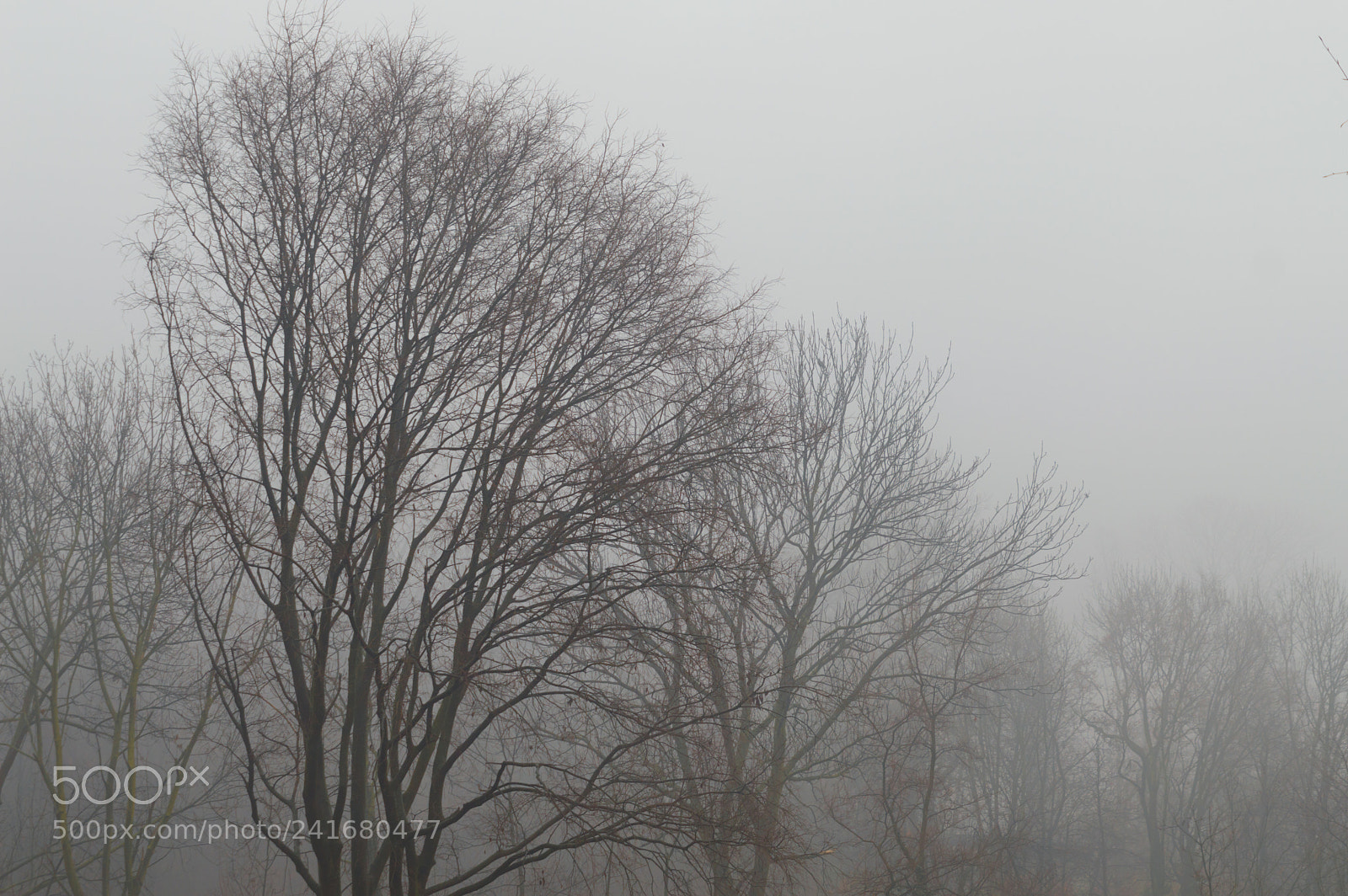Nikon D3200 sample photo. Fog in the forest photography