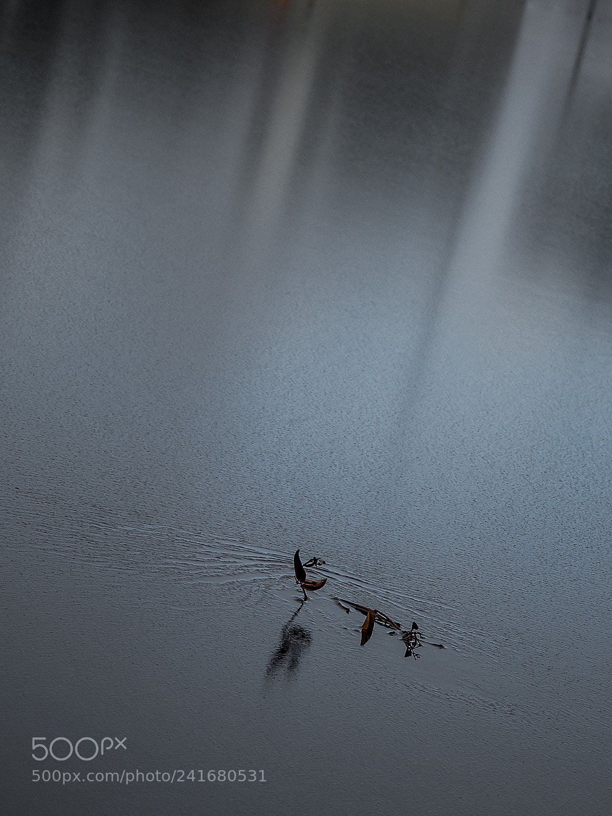 Olympus OM-D E-M5 II sample photo. 4 hojas en el asfalto photography