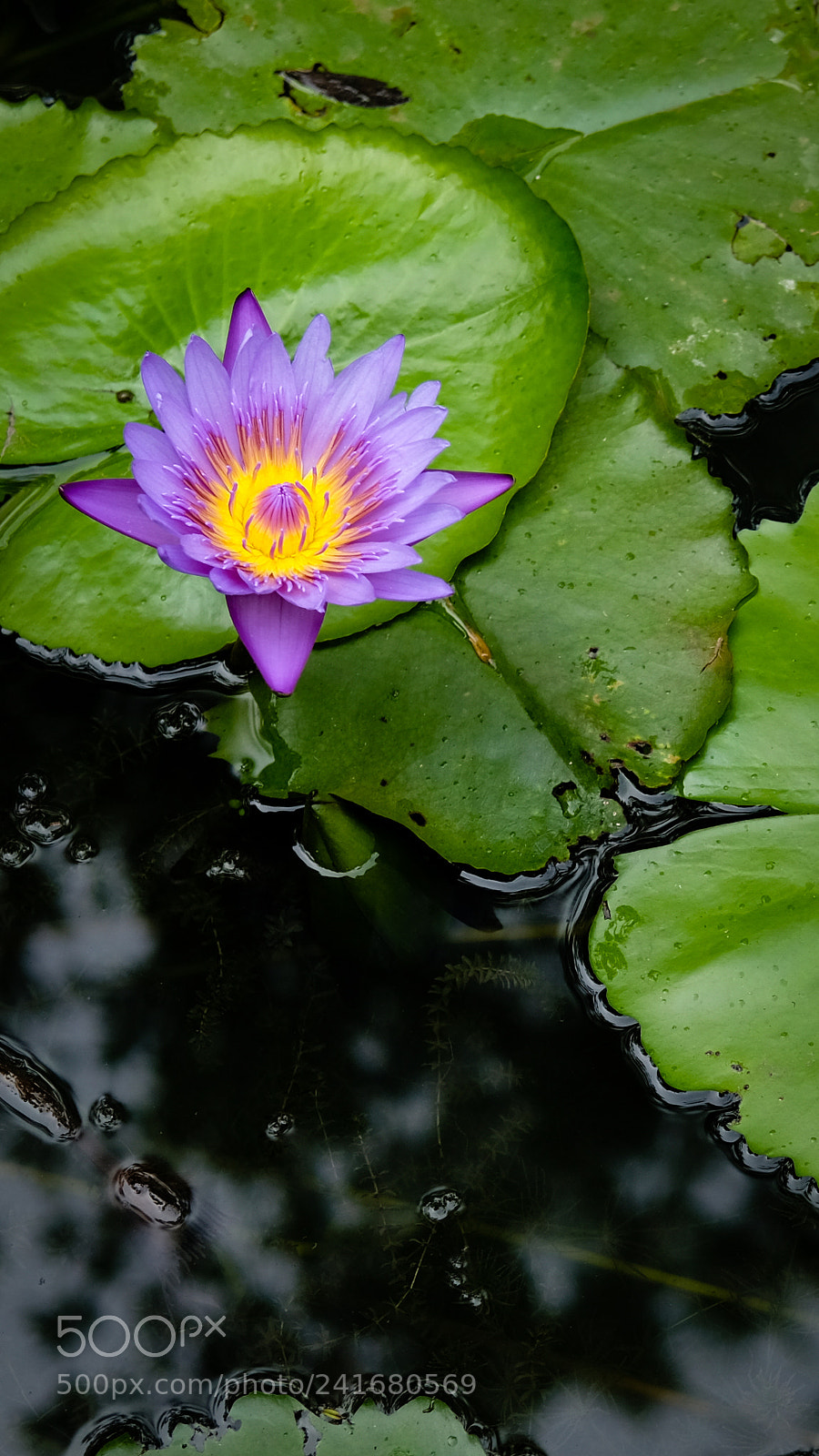 Fujifilm X-T2 sample photo. Dsf photography