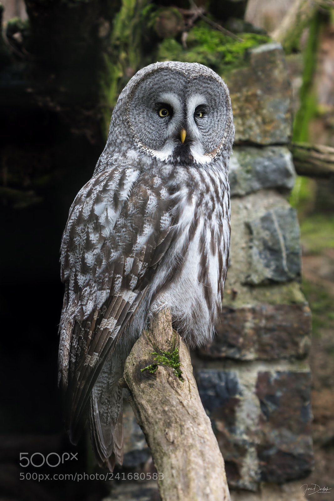 Nikon D7200 sample photo. Great gray owl strix photography