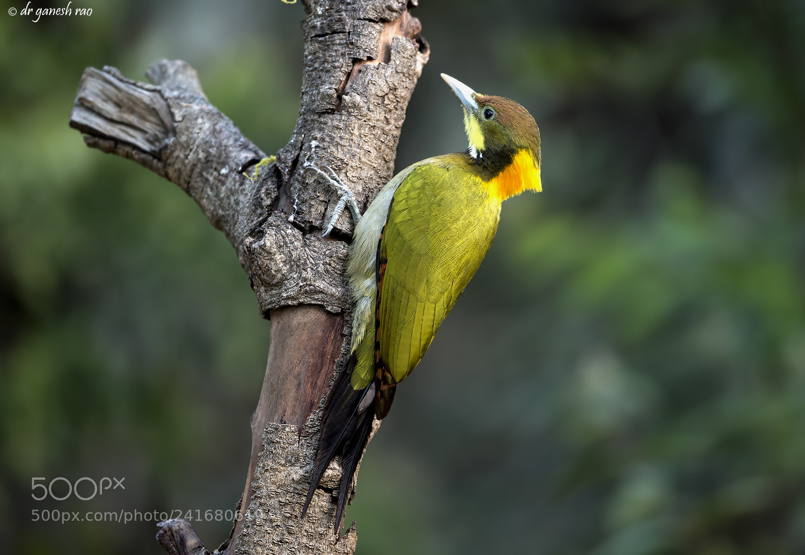 Nikon D4S sample photo. Yellownape photography
