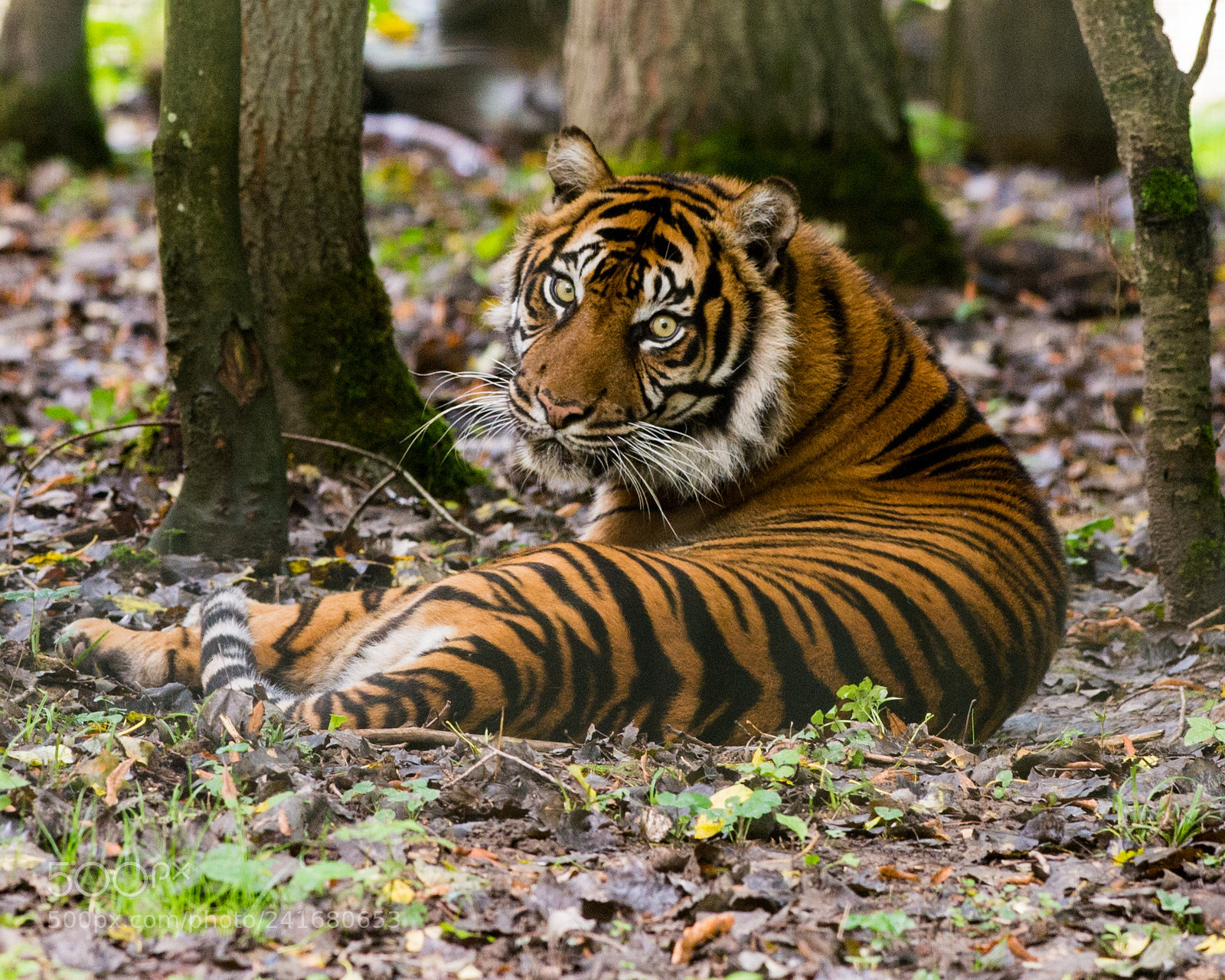 Nikon D4S sample photo. Tiger photography