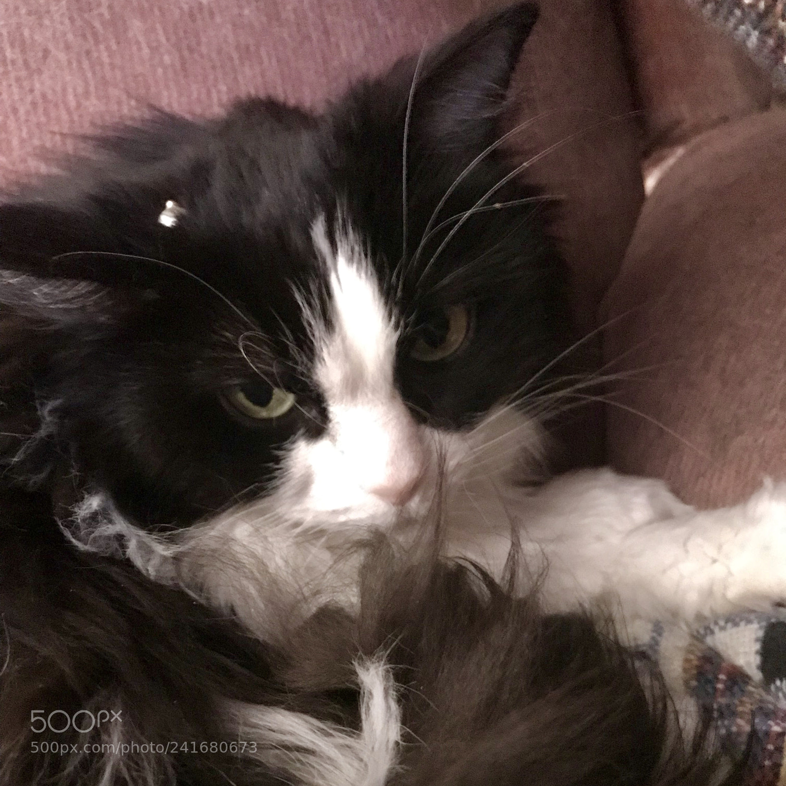 Apple iPhone 7 sample photo. Cat with a pearl photography