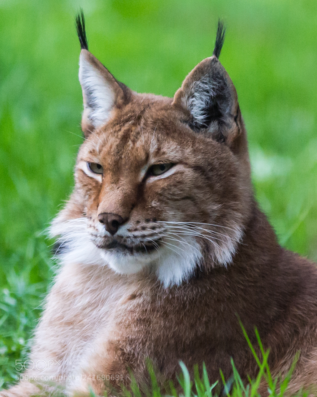 Nikon D4S sample photo. Siberian lynx photography