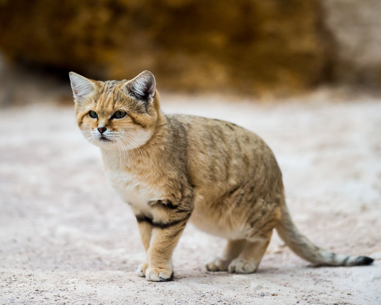 Nikon D4S sample photo. Sand cat photography
