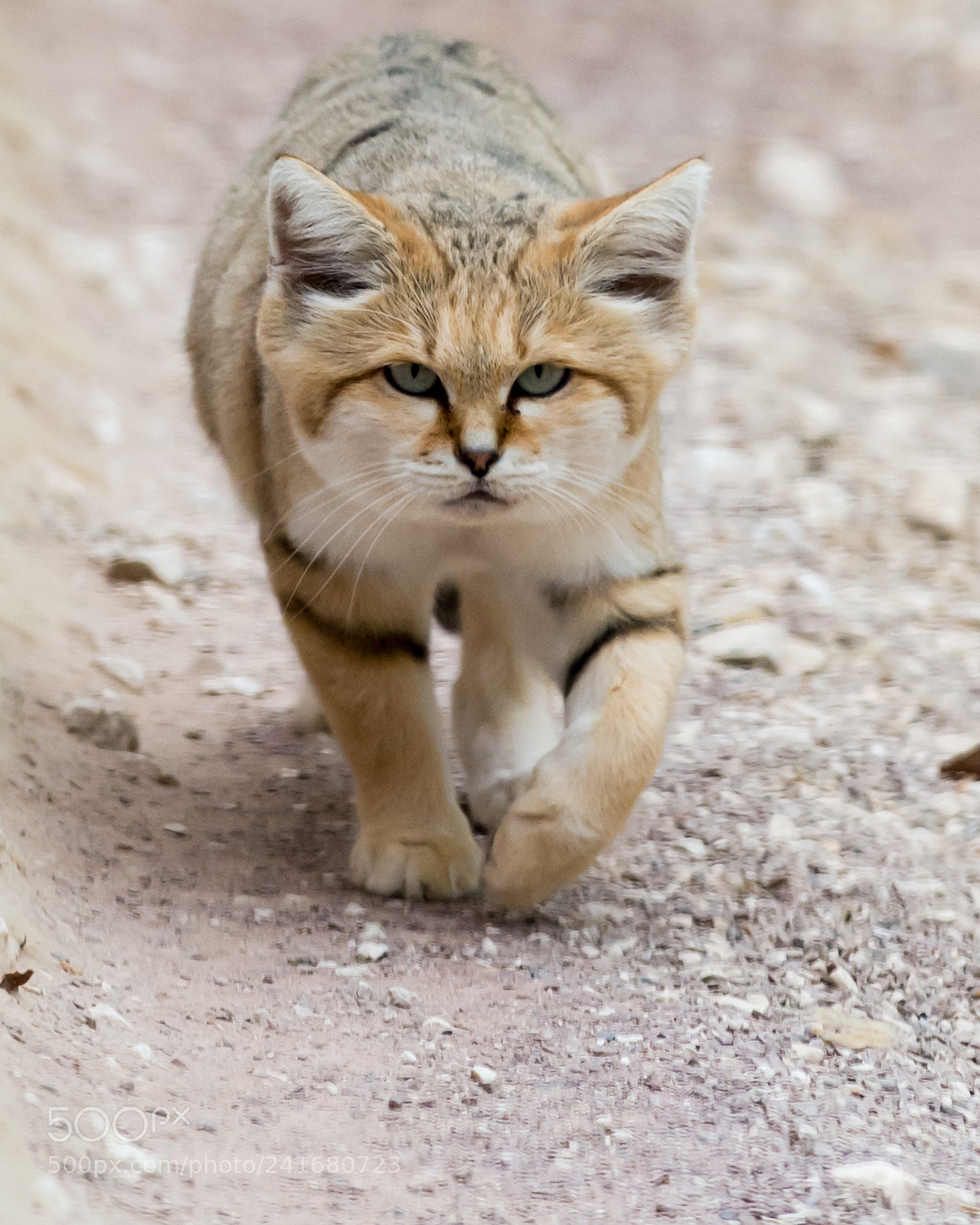 Nikon D4S sample photo. Sand cat on the photography