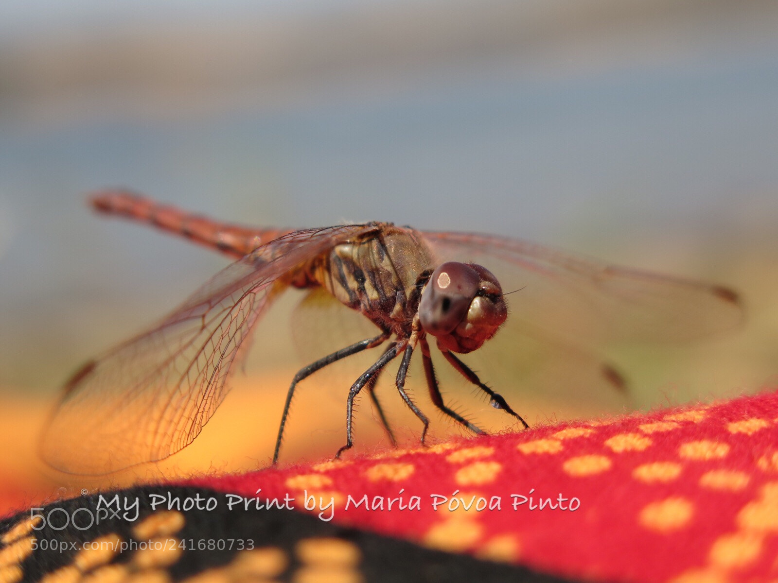 Canon PowerShot G16 sample photo. Amazing beings..... photography