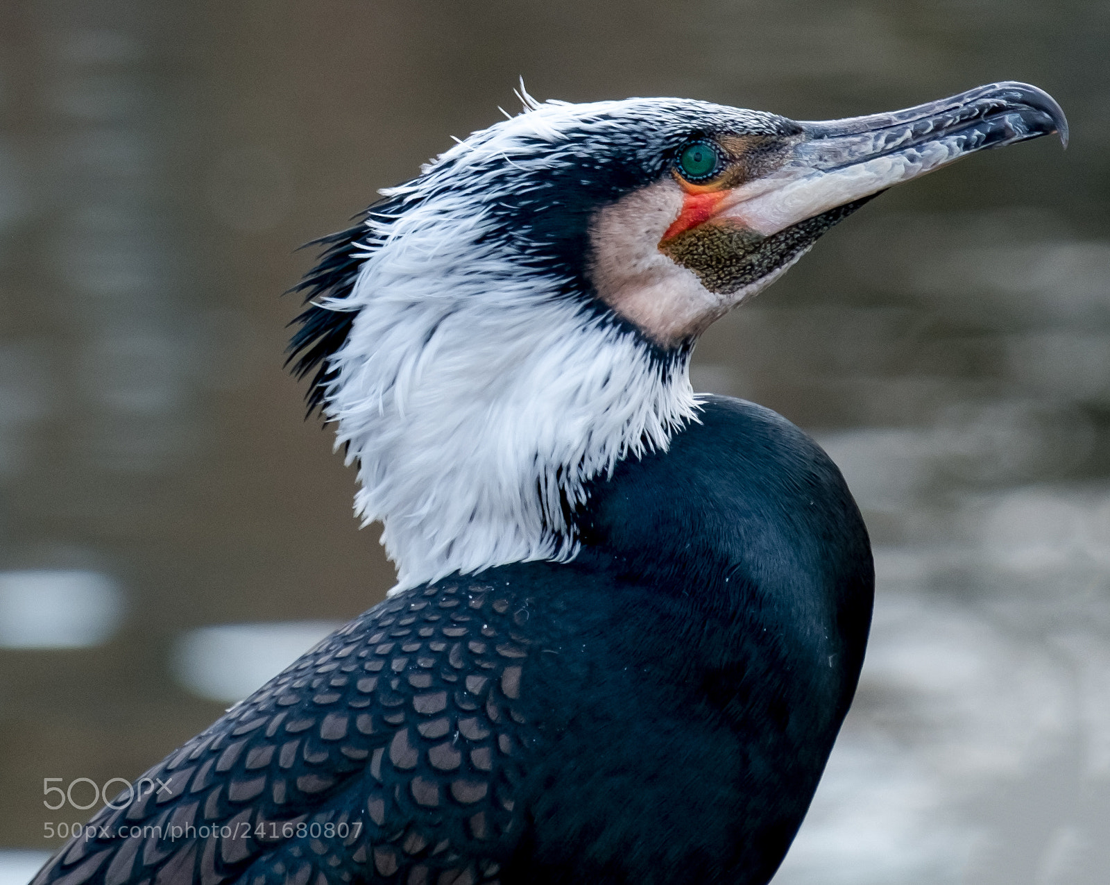 Fujifilm X-Pro1 sample photo. Cormorant portrait photography