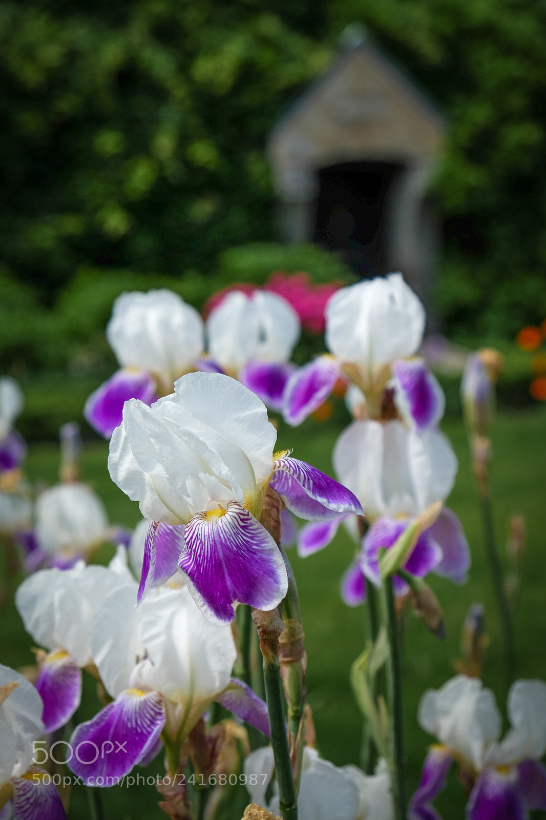 Fujifilm X-E2 sample photo. Peacefield flowers photography