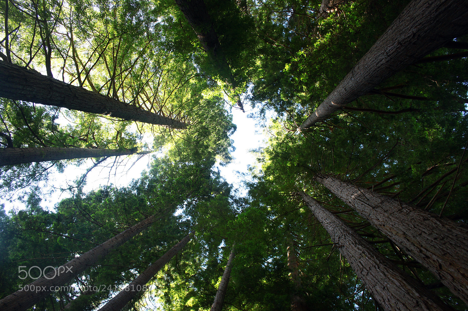 Canon EOS 500D (EOS Rebel T1i / EOS Kiss X3) sample photo. New zealand travels photography