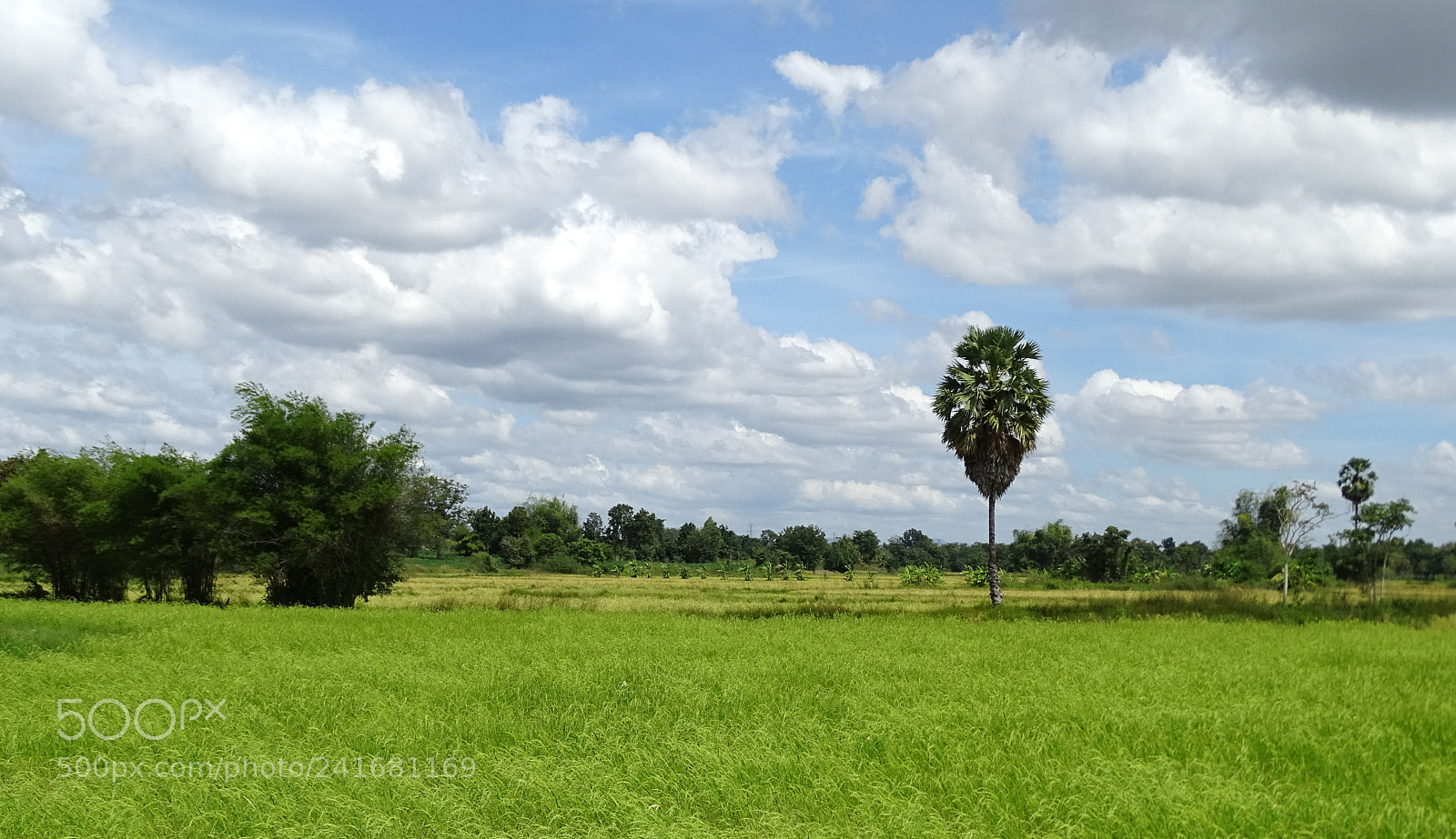 Sony Cyber-shot DSC-HX400V sample photo. Paddy field thailand isaan photography