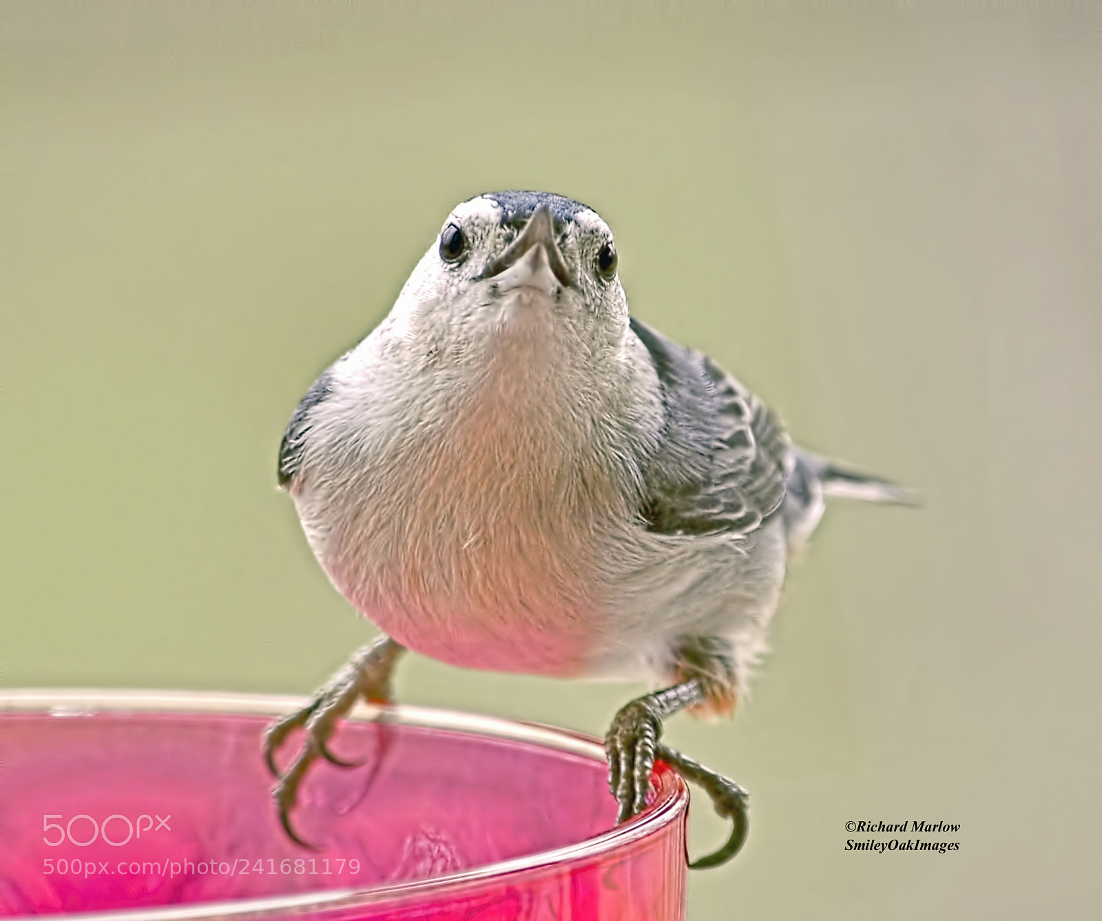 Nikon D5000 sample photo. Nuthatch photography
