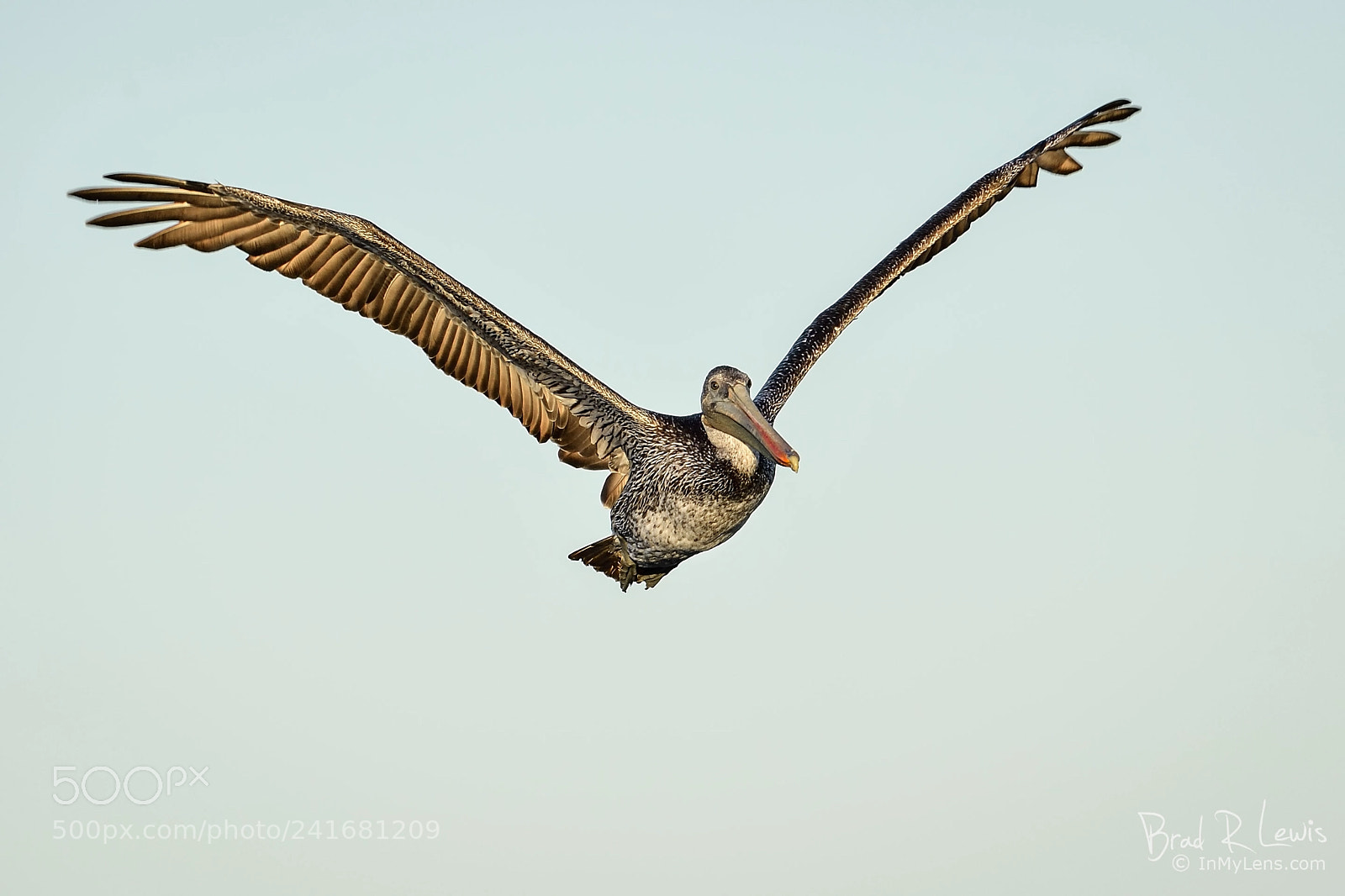 Nikon D5 sample photo. Brown pelican - sunrise photography