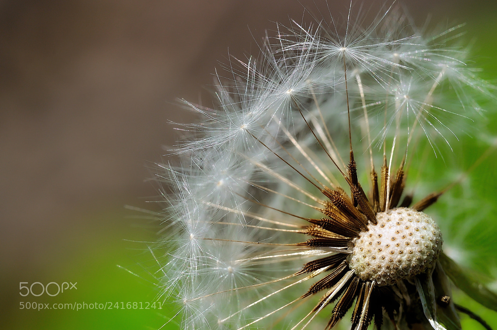 Nikon D5000 sample photo. Summer photography