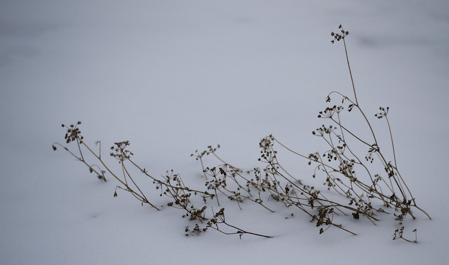 Nikon D3100 + Nikon AF-S Nikkor 50mm F1.8G sample photo. In snow photography