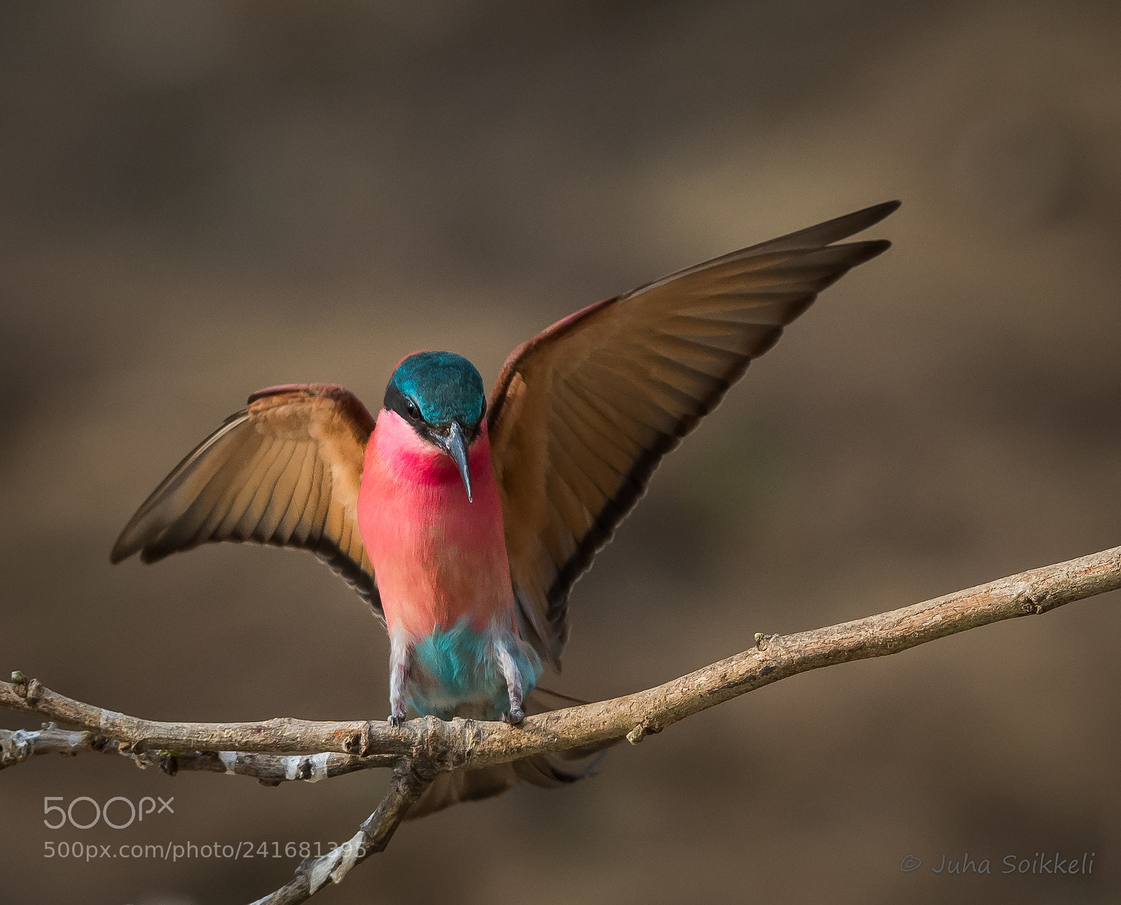 Nikon D810 sample photo. Southern carmine bee-eater photography
