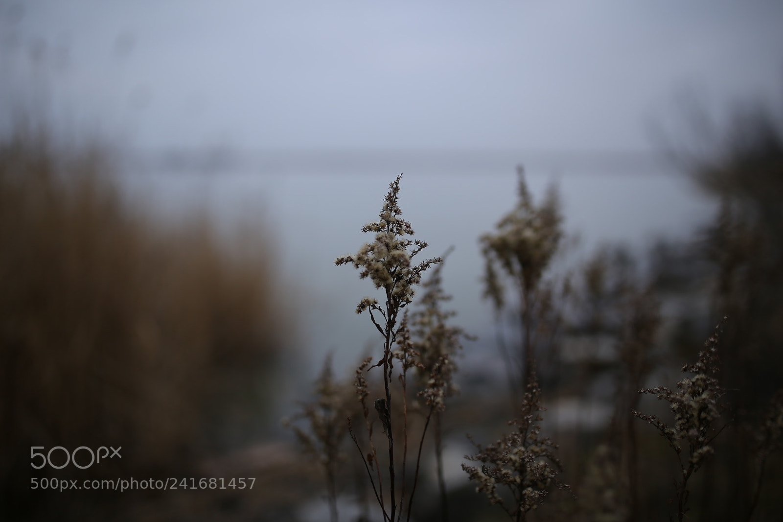 Sigma 35mm F1.4 DG HSM Art sample photo. Lake fertő photography