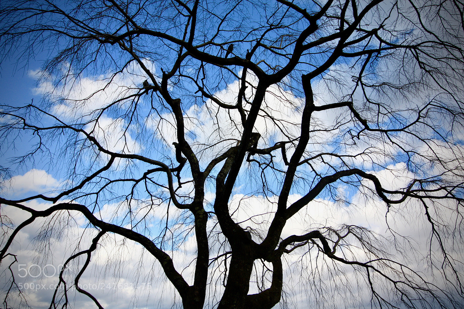Canon EOS 450D (EOS Rebel XSi / EOS Kiss X2) sample photo. Neurotree silhouette photography