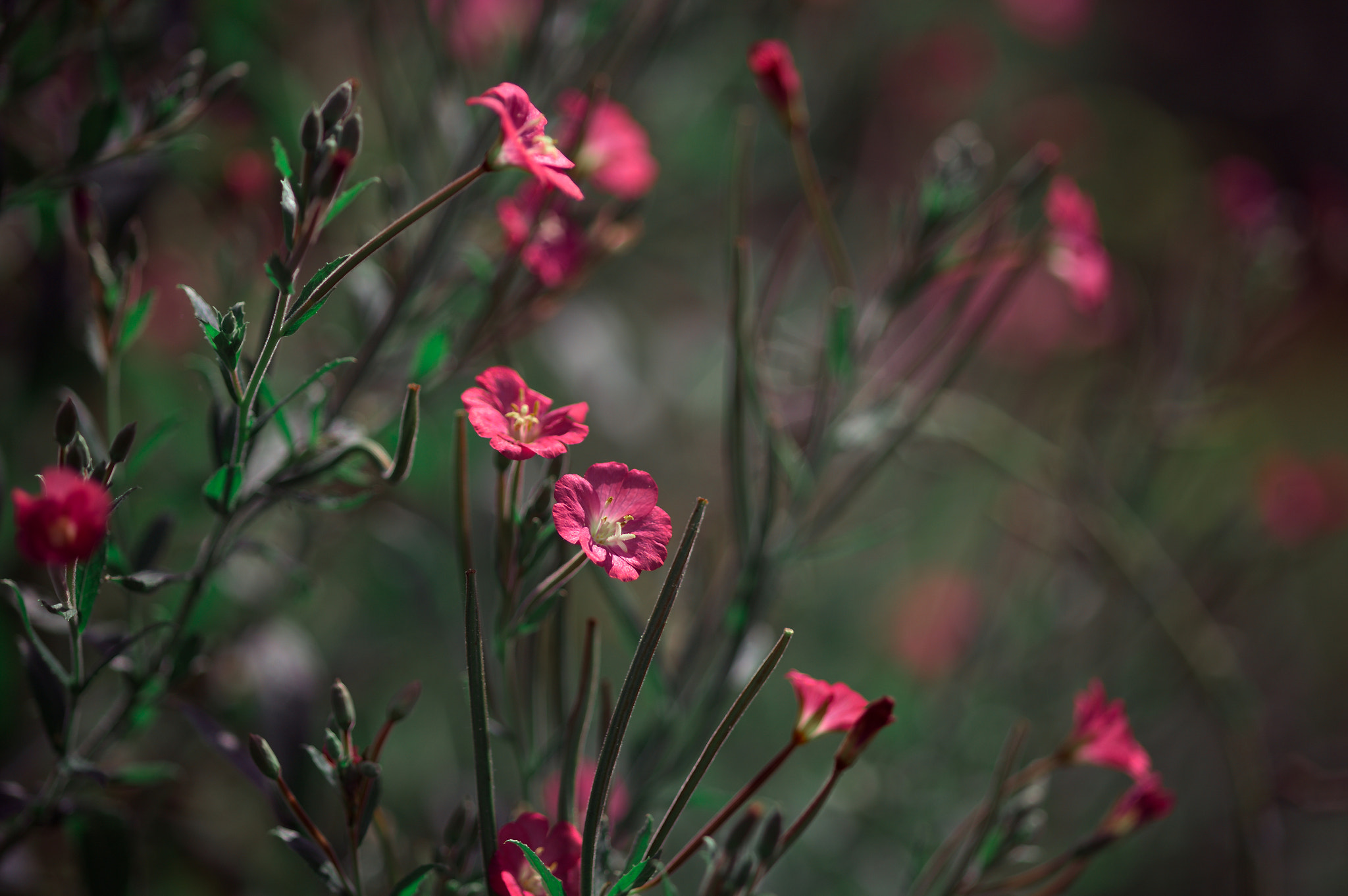 Canon EOS 5D + Sigma 105mm F2.8 EX DG Macro sample photo. Img_4629.jpg photography