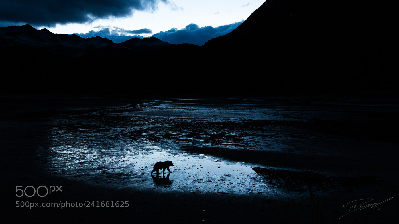 Nikon D5 sample photo. Midnight bear photography