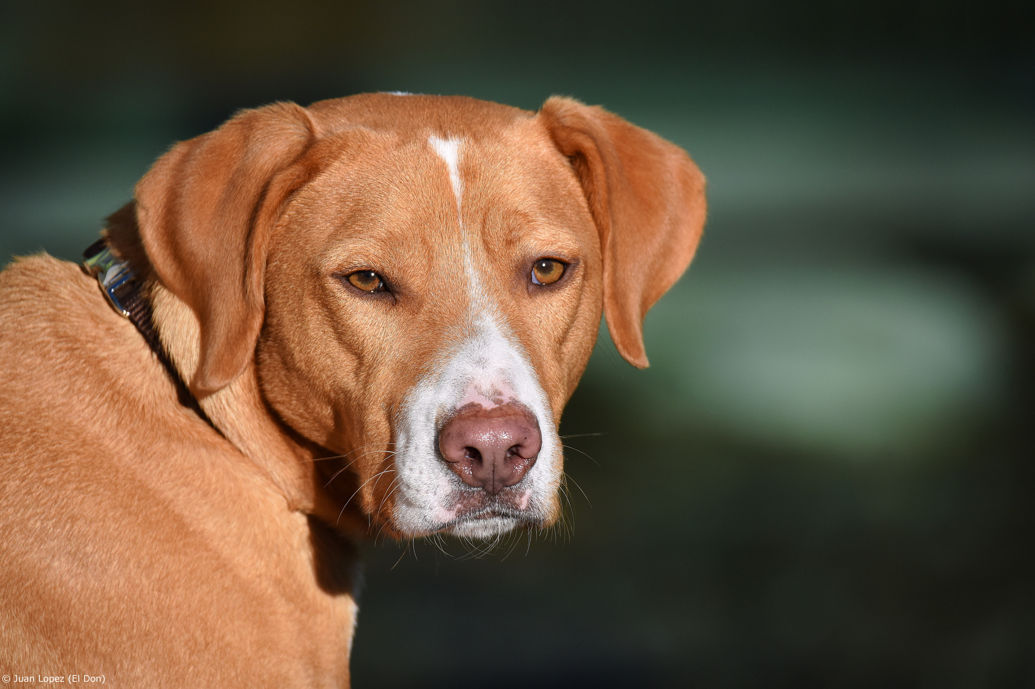 Nikon D810 + Sigma 150-600mm F5-6.3 DG OS HSM | S sample photo. Dog.... enjoying the sun..!! photography