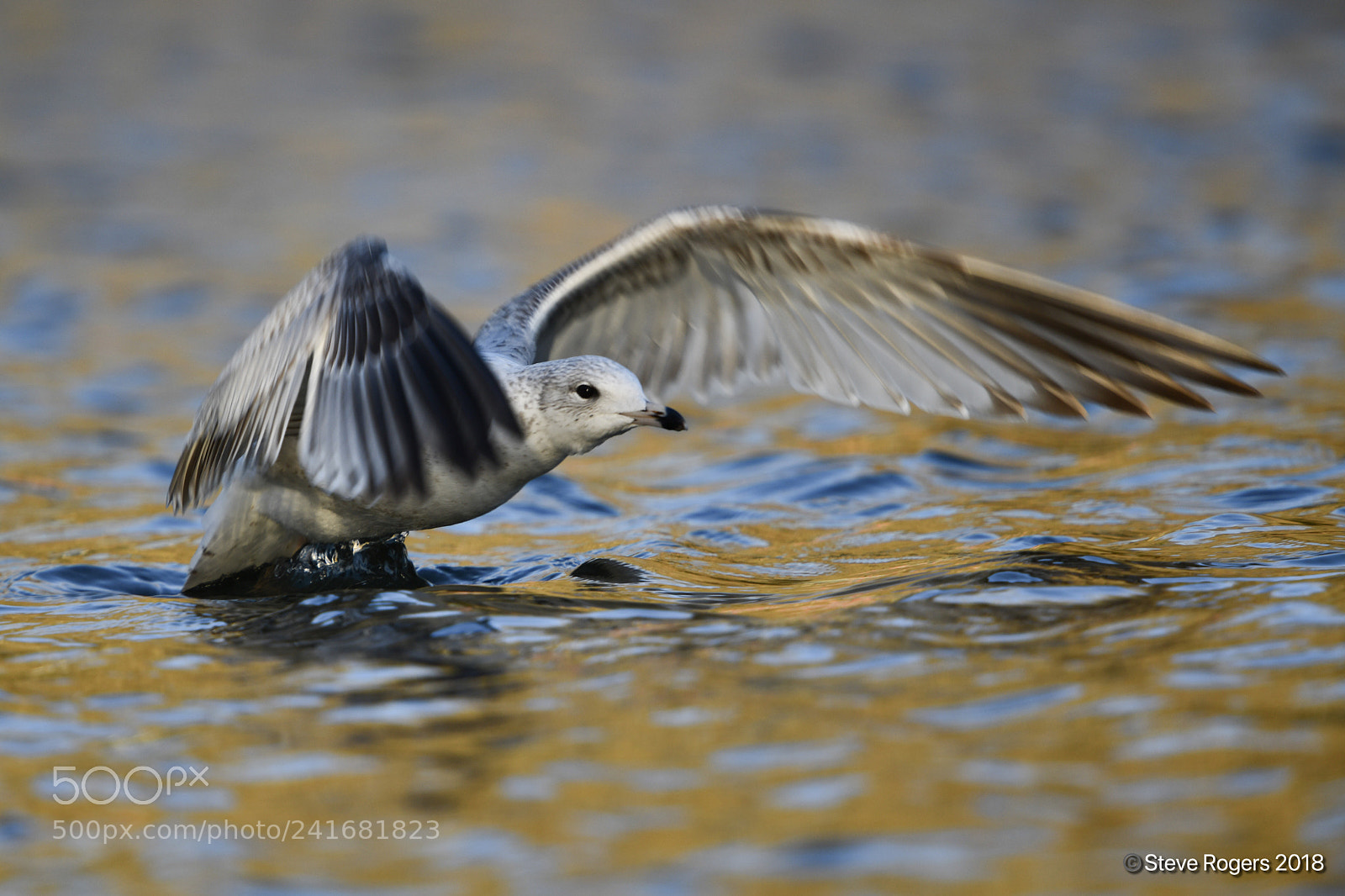 Nikon D850 sample photo. Juv ring-billed gull at photography