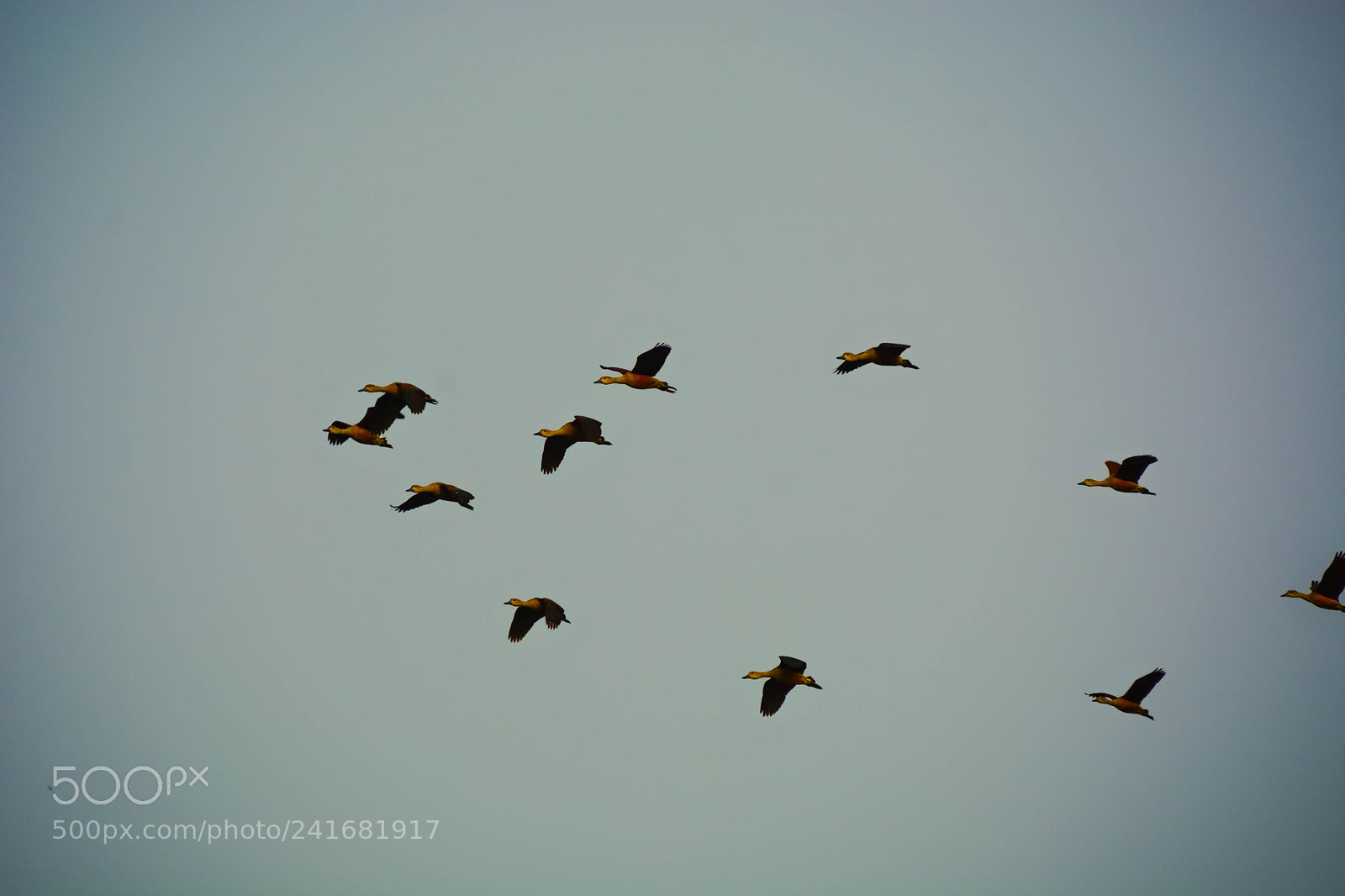 Nikon D7100 sample photo. Born to fly photography