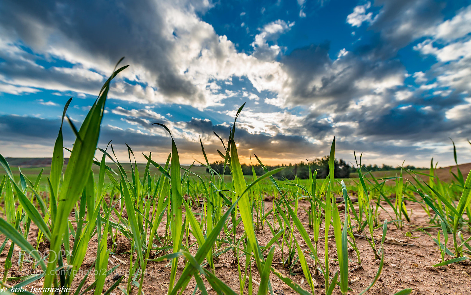 Nikon D800 sample photo. Green and blue photography