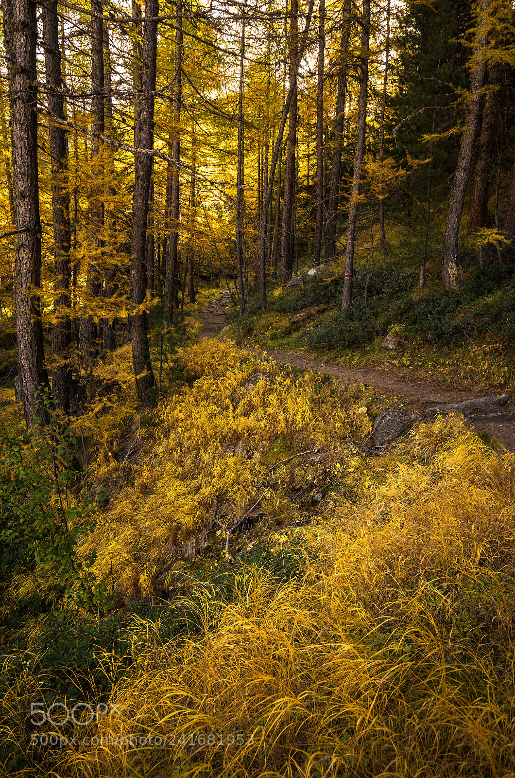 Sony a7R sample photo. Waldweg neu photography