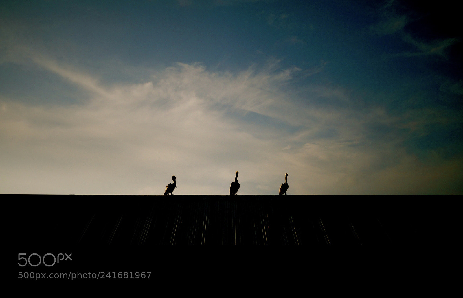 Sony Alpha NEX-3N sample photo. Three pelicans photography