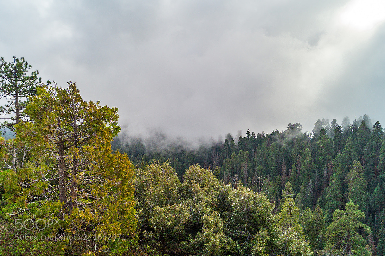 Sony SLT-A58 sample photo. Kings canyon national park photography