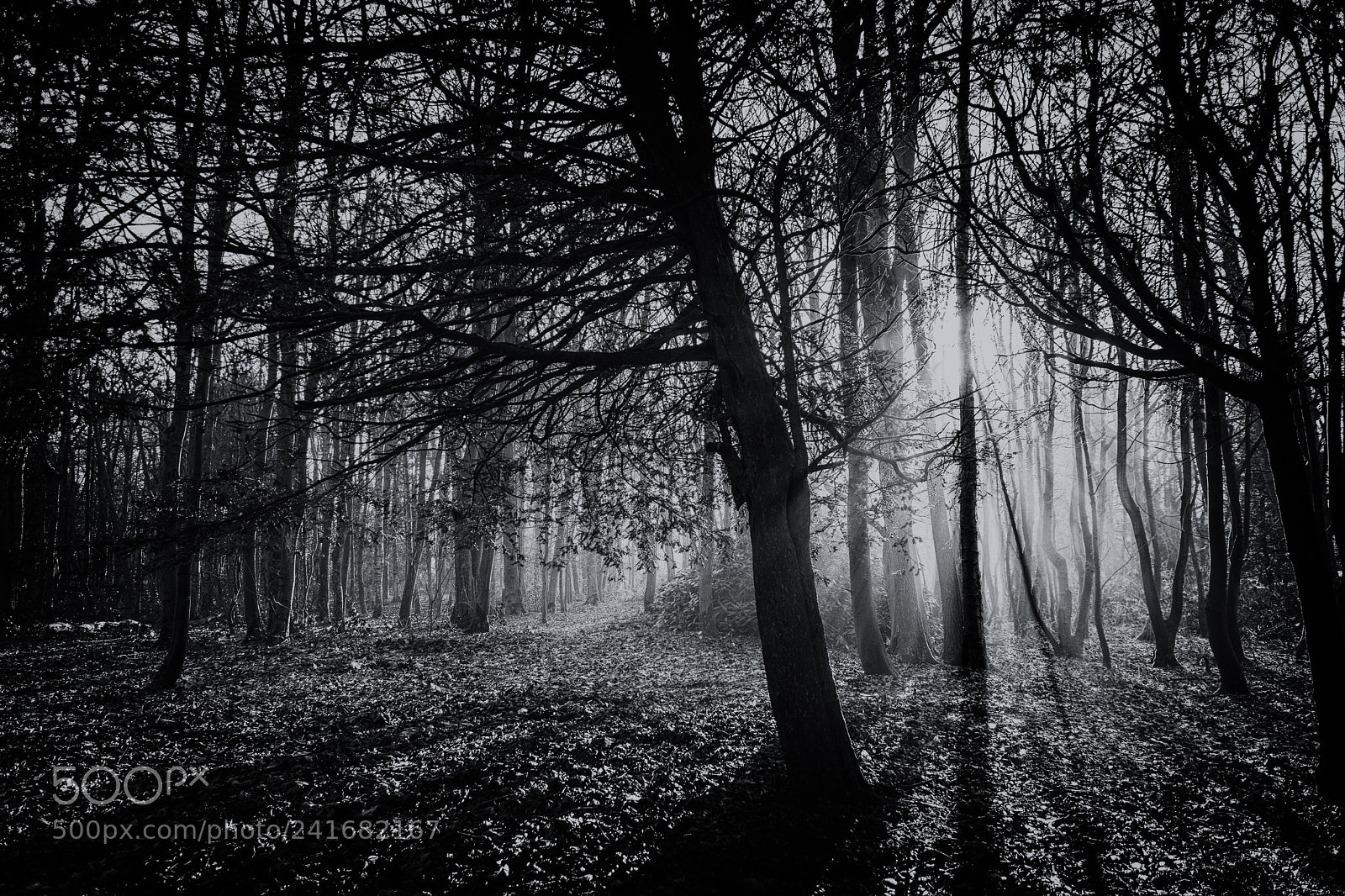 Nikon D5600 sample photo. Lytham hall trees bw photography