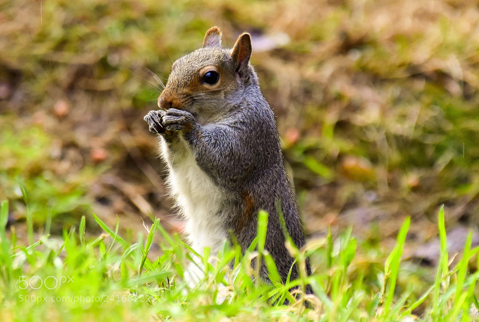 Nikon D5500 sample photo. Perky squirrel photography