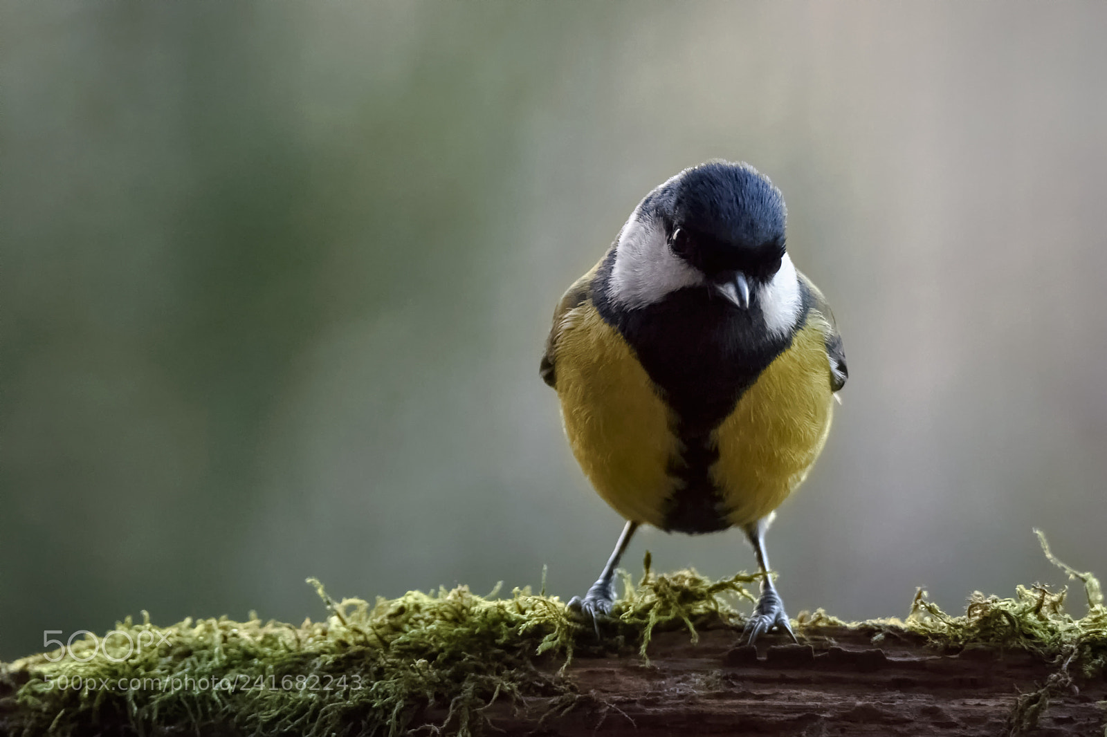 Nikon D7200 sample photo. Great tit photography