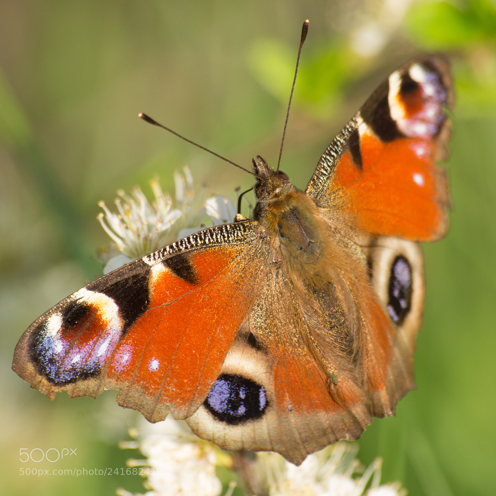Pentax K-5 sample photo. Peacock butterfly photography