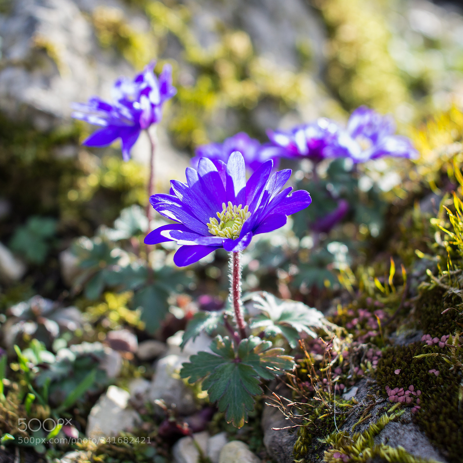 Pentax K-5 sample photo. Anemone blanda blue photography