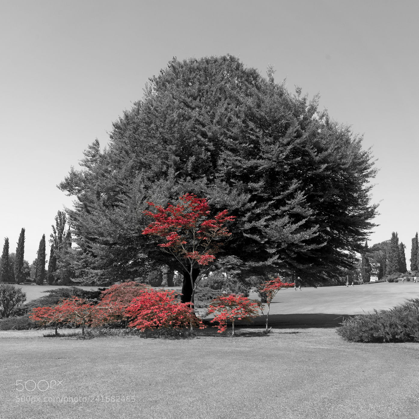 Nikon D800 sample photo. Rote ba ume kohn photography